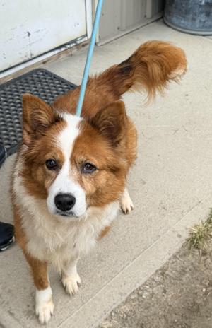 Kimber, Shetland Sheepdog / Sheltie, adult, available for adoption