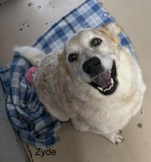 A happy dog named ZYDE lying on a blue and white checkered blanket.