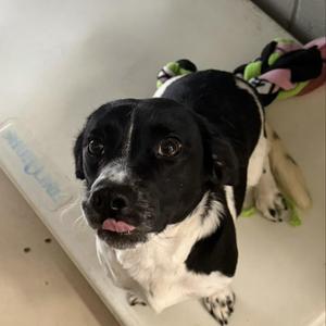 Roo, Mixed Breed, adult, available for adoption