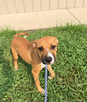 Rusty, Mixed Breed, young, available for adoption