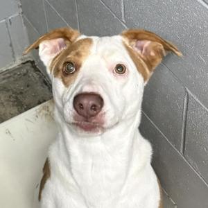 A white and brown dog with floppy ears looking directly at the camera.