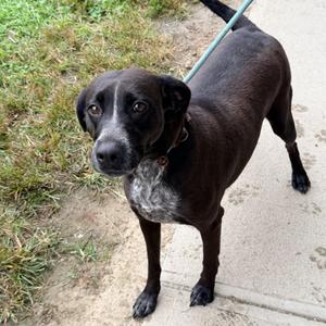 Onyx, Black Labrador Retriever, adult, available for adoption