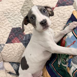 Carnie, Mixed Breed, puppy, available for adoption