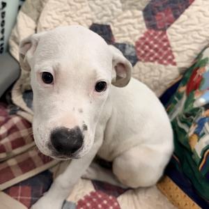 Ferris, Mixed Breed, puppy, available for adoption