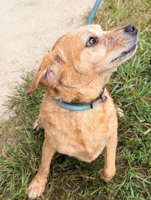 Harley, Beagle, adult, available for adoption
