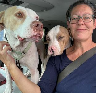 Allen, American Bulldog, adult, available for adoption