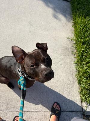 Bruno, Labrador Retriever / Terrier (Unknown Type, Medium), adult, available for adoption