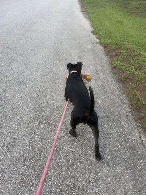 A black dog on a leash walking on a paved path, carrying a yellow toy in its mouth.