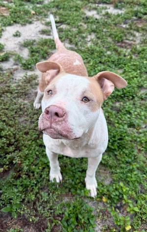Ally, American Bulldog, adult, available for adoption