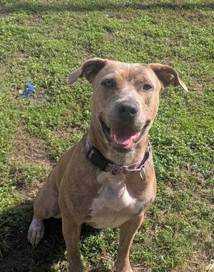 A brown dog with a black collar sitting on grass, looking at the camera with its mouth open.