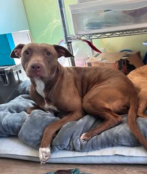 Bambi, American Bulldog / Black Mouth Cur, young, available for adoption