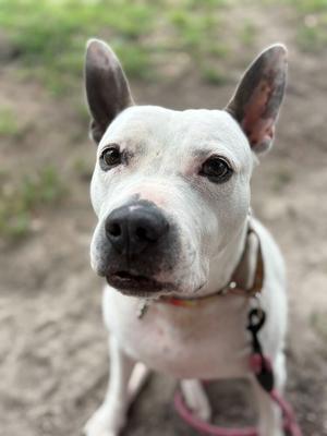 A white dog with black spots on its face and ears, wearing a collar and leash, looking directly at the camera.