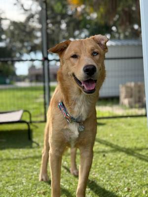 Apollo, Carolina Dog / Shepherds (All Types), young, available for adoption