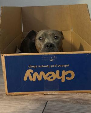 A dog sitting inside a cardboard box with the text "Chewy" on it.