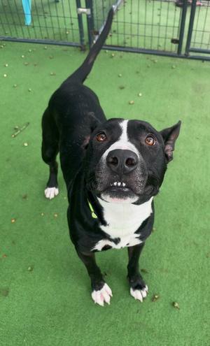 Bubbie, American Bulldog, adult, available for adoption