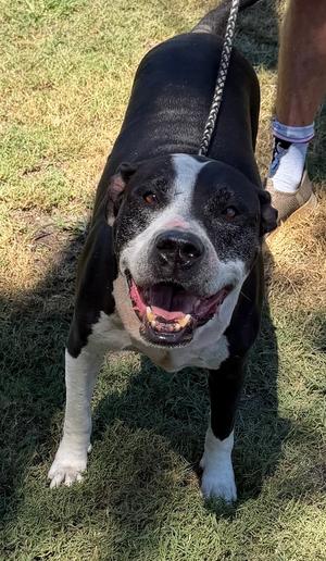 Bato, American Bulldog, senior, available for adoption