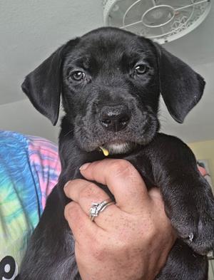 Butters, Terrier (Unknown Type, Medium), puppy, available for adoption