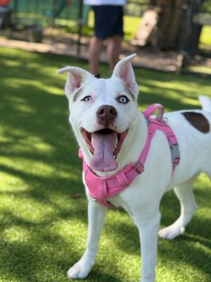 Blizzard, Husky, puppy, available for adoption