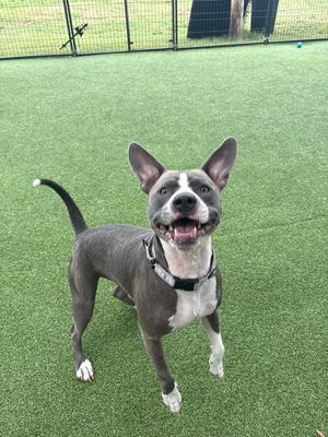 A gray and white dog with perked ears and a black collar standing on green artificial turf.