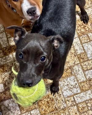 (Sophie) Zoey, Chihuahua / Terriers (Small), adult, available for adoption