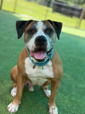 A brown and white dog with floppy ears sitting on green grass, wearing a blue collar.