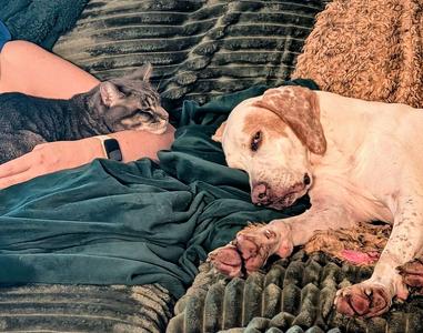 Bob, English Pointer, senior, available for adoption