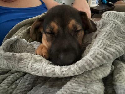 CackleBerry (yellow) - Koda, American Bulldog, puppy, available for adoption