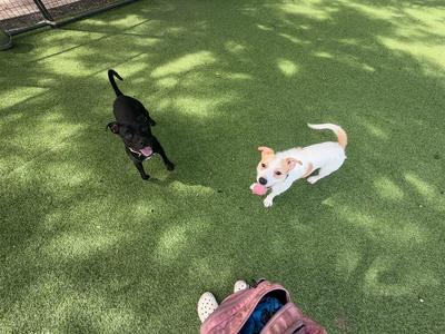 Two dogs playing on a grassy area, one black and one white with brown patches.