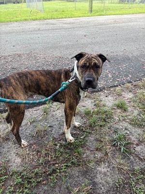 A brindle-colored dog with a white chest and paws, wearing a blue leash, standing on a patch of grass and dirt near a paved road.