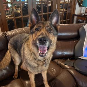 Brooklyn, Shepherds (All Types), adult, available for adoption