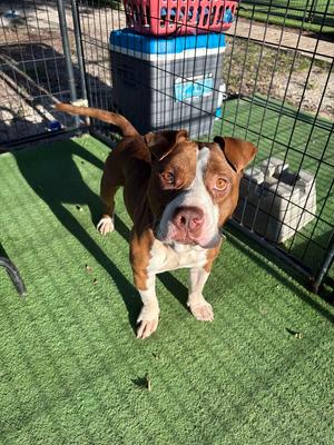Buster, American Bulldog, adult, available for adoption