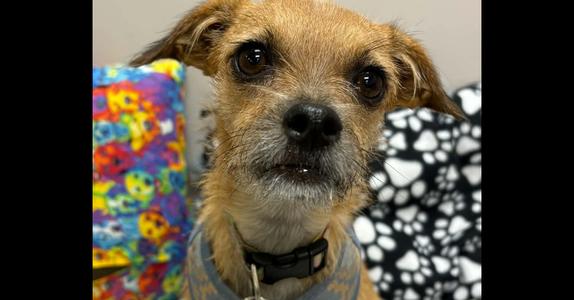 Annabelle, Terriers (Small), adult, available for adoption