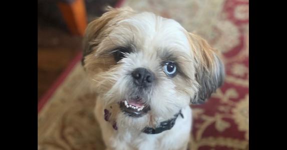Blue, Shih Tzu, adult, available for adoption