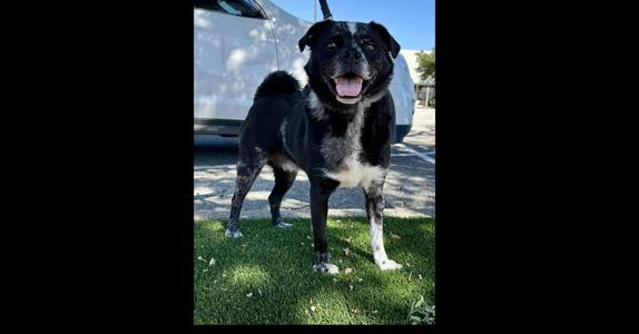 Jay, Australian Cattle Dog / Pug, adult, available for adoption