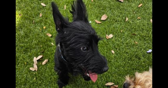 Papi, Terriers (Small), available for adoption