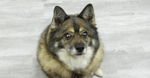 Louie fka Lobo, Husky / Pomeranian, adult, available for adoption