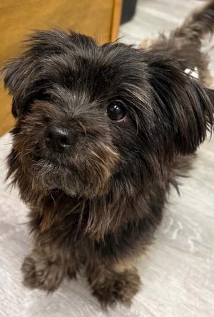Covey, Yorkie, Yorkshire Terrie, available for adoption