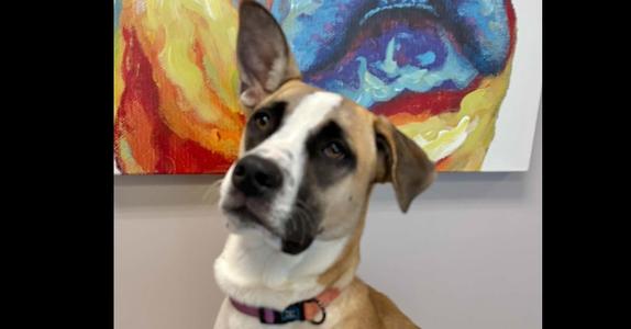 Lilli, Boxer / Labrador Retriever, adult, available for adoption