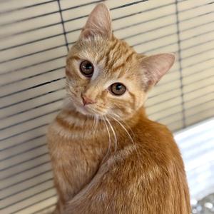 Ginger, young, available for adoption