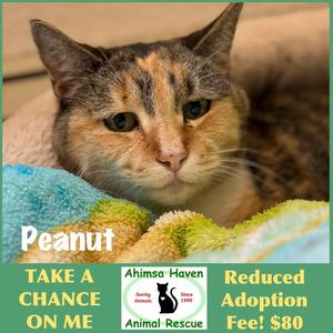 Peanut, senior, available for adoption