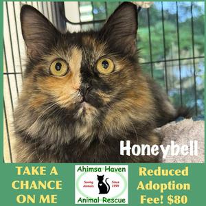 Honeybell, adult, available for adoption