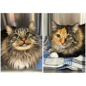 Dixson & Paquita, adult, available for adoption
