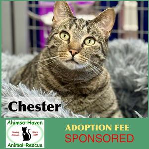 Chester, adult, available for adoption