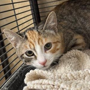 Baby, young, available for adoption