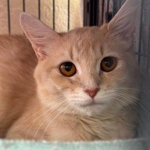 Bailee, young, available for adoption