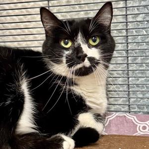 Oreo, adult, available for adoption