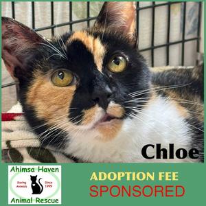Chloe, adult, available for adoption