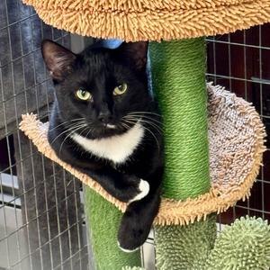 Cupcake, young, available for adoption