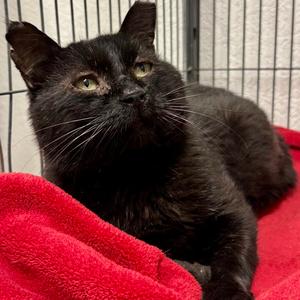 Blackie, adult, available for adoption