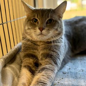 Jasper, young, available for adoption